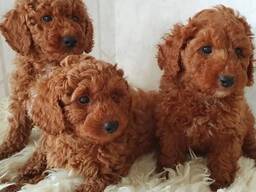 Adorable Toy Poodle Puppies.