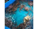 Alaskan Live King Crab, 2.5 - 4.5kg// Whole Fresh Crab - фото 2