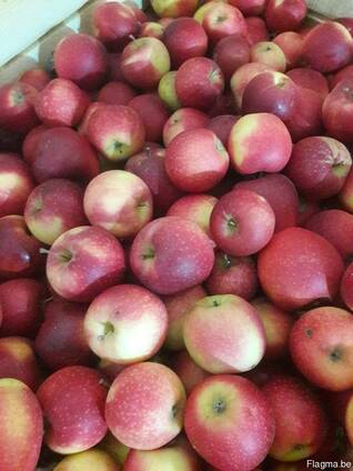 Apples fresh