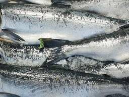 Atlantic Salmon Portion, Skin on