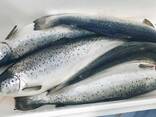 Atlantic Whole Salmon Fish - фото 2