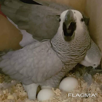 Bevruchte vogeleieren beschikbaar