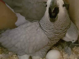 Bevruchte vogeleieren beschikbaar