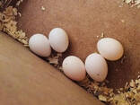 Bevruchte vogeleieren beschikbaar - photo 5