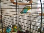 Birds with cage - photo 2