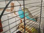 Birds with cage - photo 3