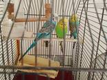 Birds with cage - photo 4