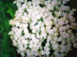 Black elderberry flower - фото 1