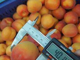 Cherries, sour cherries, apricots, peaches, peach nectarines,