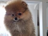 Chiots Poméraniens - photo 1