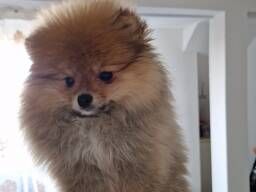 Chiots Poméraniens