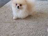 Chiots Poméraniens - photo 4