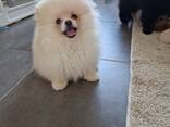 Chiots Poméraniens - photo 5
