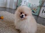 Chiots Poméraniens - photo 6