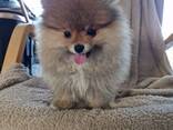 Chiots Poméraniens - photo 8