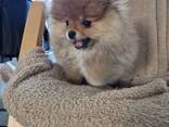 Chiots Poméraniens - photo 9