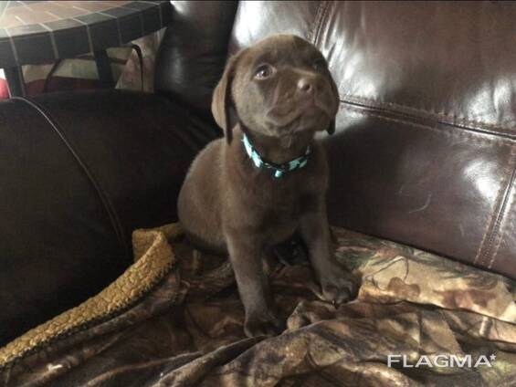 Chocoladebruine labrador-retrieverpuppy's