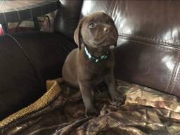 Chocoladebruine labrador-retrieverpuppy's