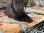 Chocoladebruine labrador-retrieverpuppy's - фото 1