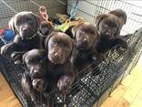 Chocoladebruine labrador-retrieverpuppy's - фото 2
