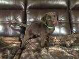 Chocoladebruine labrador-retrieverpuppy's - photo 5