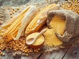 Corn wholesale export (продам кукурудзу оптом експорт гуртом) - photo 1