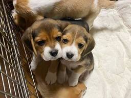 Elite Beagle pup