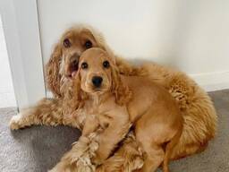 Elite Engelse Cocker Spaniël Puppy