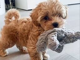 Elite Maltipoo-puppy's