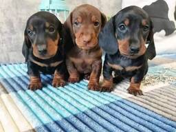 Elite Teckelpups