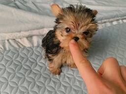 Elite Yorkie-puppy's