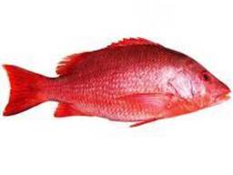 Fresh and Frozen Red Snapper Fish