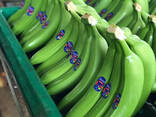 Fresh green Cavendish bananas - фото 1