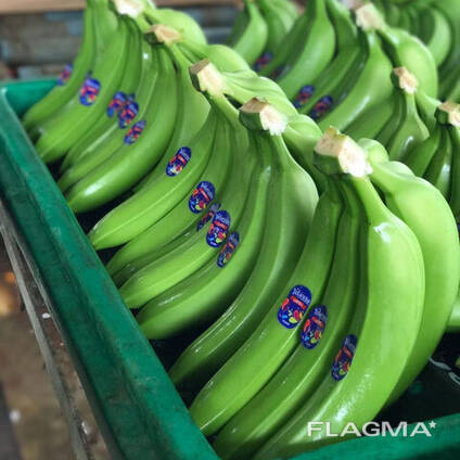 Fresh green Cavendish bananas