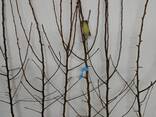 Fruit trees saplings - photo 9