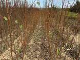 Fruit trees saplings - photo 16