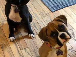 Generatie Boxer Pups Te Koop Slechts 2 Bobtails
