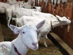 Goats For Sale/ live Boer Goat/ Live Dairy Milking Saanen Goat