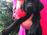 Hochrassige Labrador Retriever -Welpen, Zwinger - фото 2