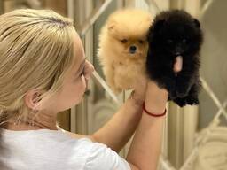 Irresistible Pomeranian puppies