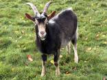 Jeune bouc De 6 mois - фото 2