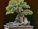 Juniper - фото 1