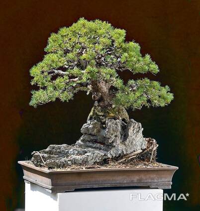 Juniper