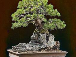 Juniper