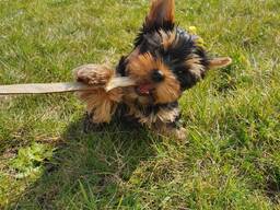 Красивый йоркширский терьер ищет новый дом!