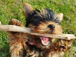 Красивый йоркширский терьер ищет новый дом! - photo 3