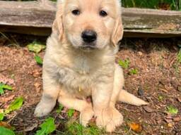 Magnifiques chiots Golden Retriever – Prêts à rejoindre leur foyer pour la vie !
