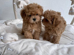 Maltipoo-puppy's beschikbaar: reuen en teven.