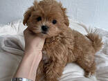 Maltipoo-puppy's beschikbaar: reuen en teven. - photo 2
