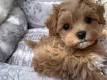 Maltipoo-puppy's beschikbaar: reuen en teven. - photo 3